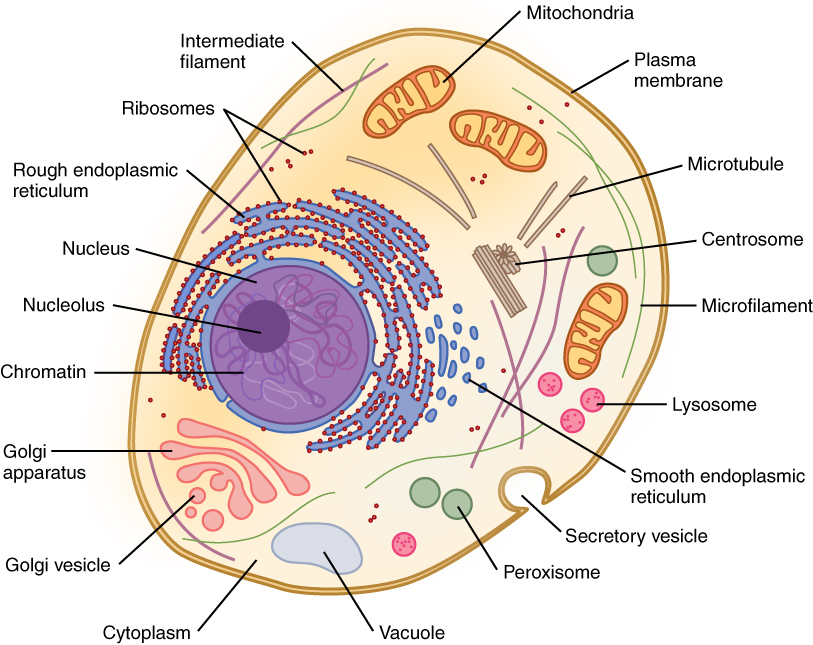 Cell